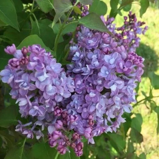 25 Double Blue Lilac Tree Fragrant Flowers Flower Perennial Seeds | www.seedsplantworld.com