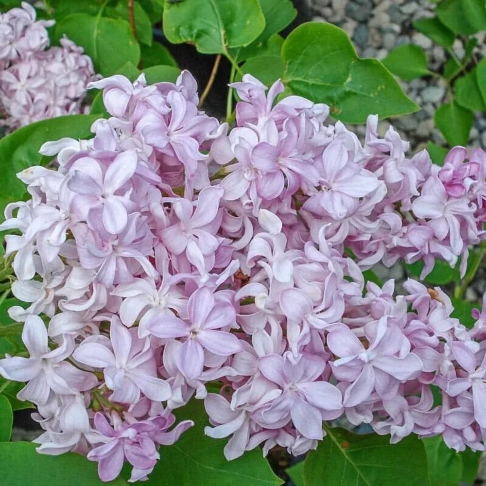 25 White Magenta Lilac Tree Fragrant Flowers Flower Perennial Seeds | www.seedsplantworld.com