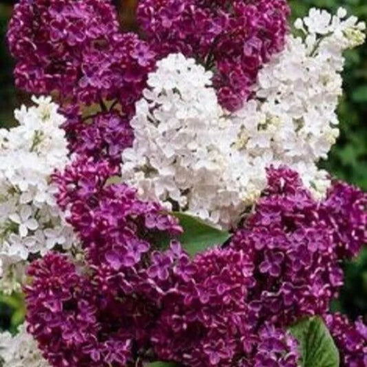 25 Orchid Lilac Tree Fragrant Flowers Flower Perennial Seeds | www.seedsplantworld.com