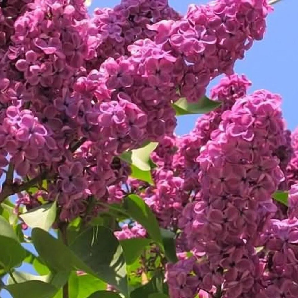 25 Fiala Lilac Tree Fragrant Flowers Flower Perennial Seeds | www.seedsplantworld.com