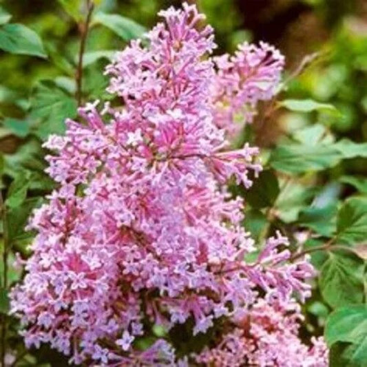 25 Flamango Lilac Tree Fragrant Flowers Flower Perennial Seeds | www.seedsplantworld.com