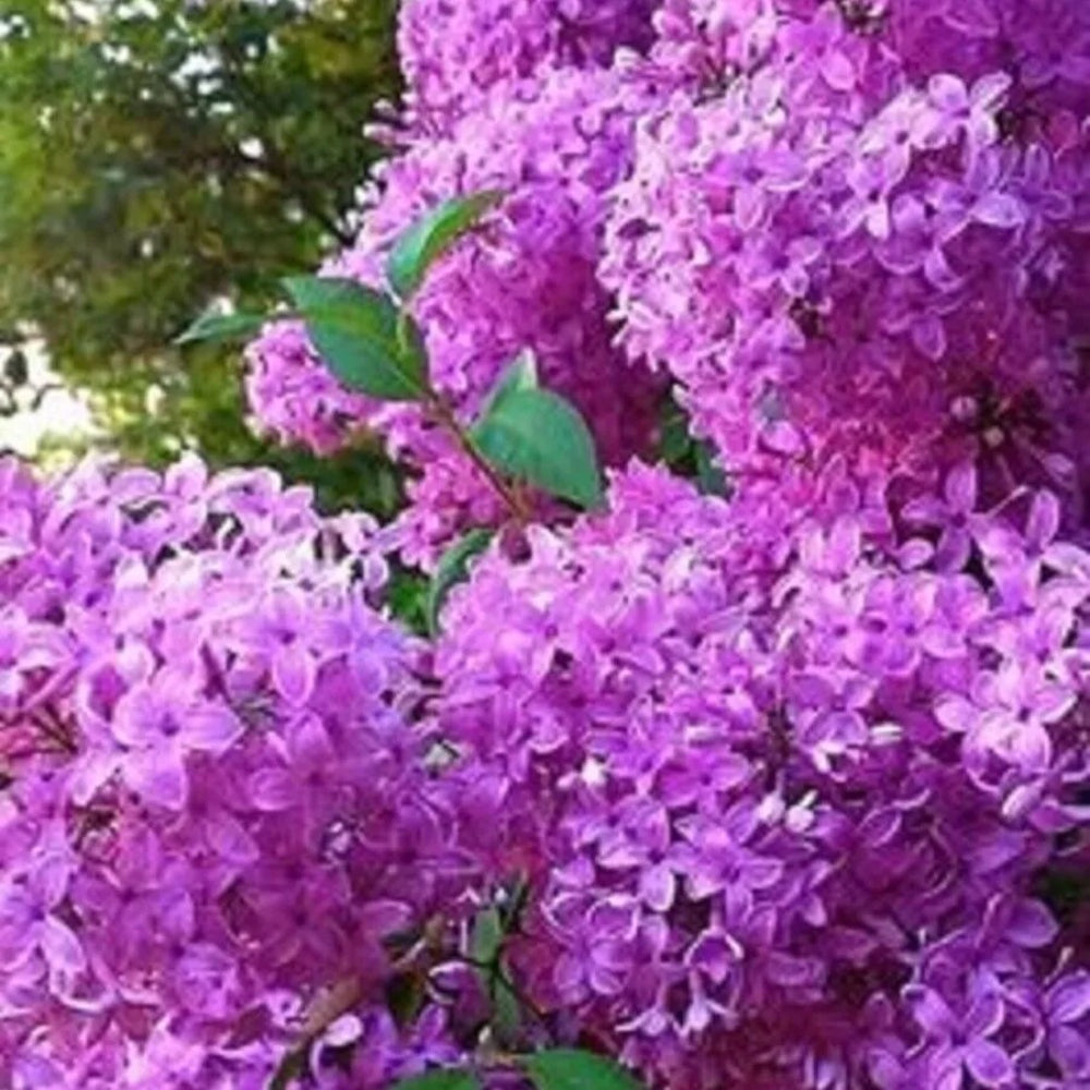 25 French Violet Lilac Tree Fragrant Flowers Flower Perennial Seeds | www.seedsplantworld.com