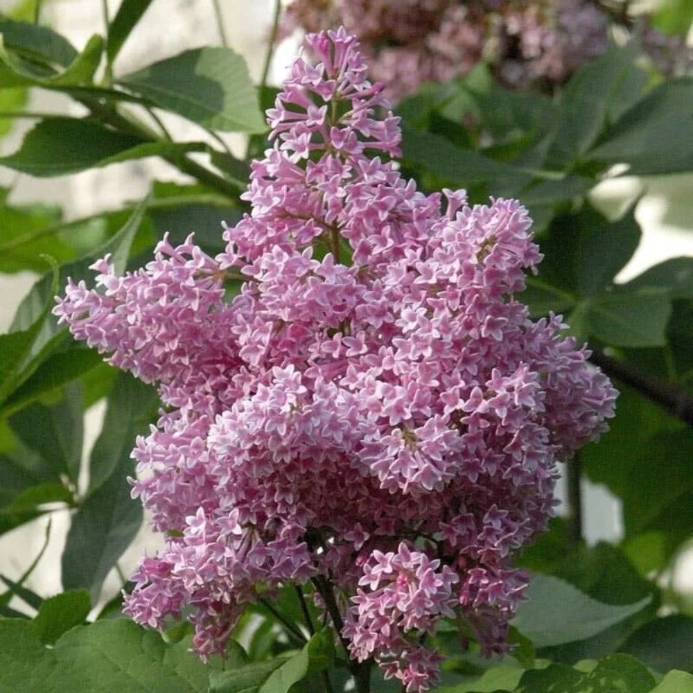 25 James Mcfarla Lilac Tree Fragrant Flowers Flower Perennial Seeds | www.seedsplantworld.com