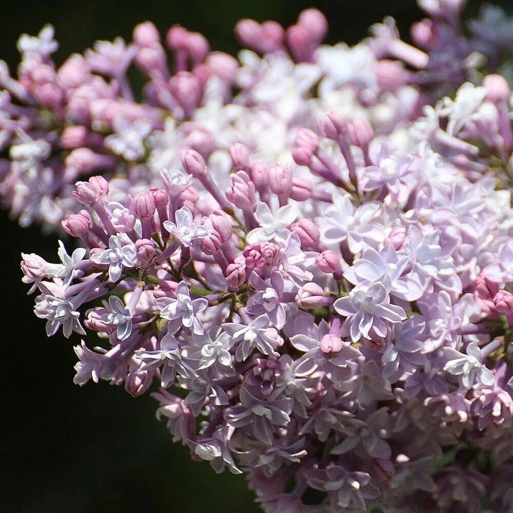 25 Josee Lilac Tree Fragrant Flowers Flower Perennial Seeds | www.seedsplantworld.com