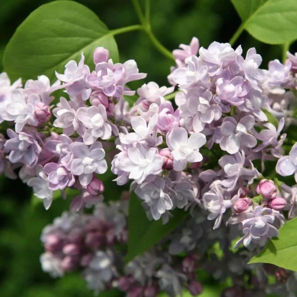 25 Katherine Lilac Tree Fragrant Flowers Flower Perennial Seeds | www.seedsplantworld.com