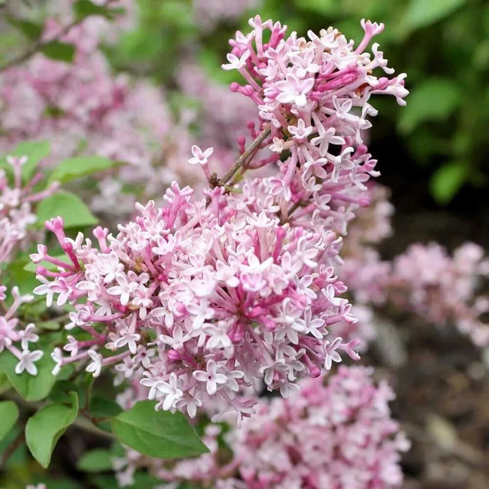 25 Lavendar Pink Lilac Tree Fragrant Flowers Flower Perennial Seeds | www.seedsplantworld.com