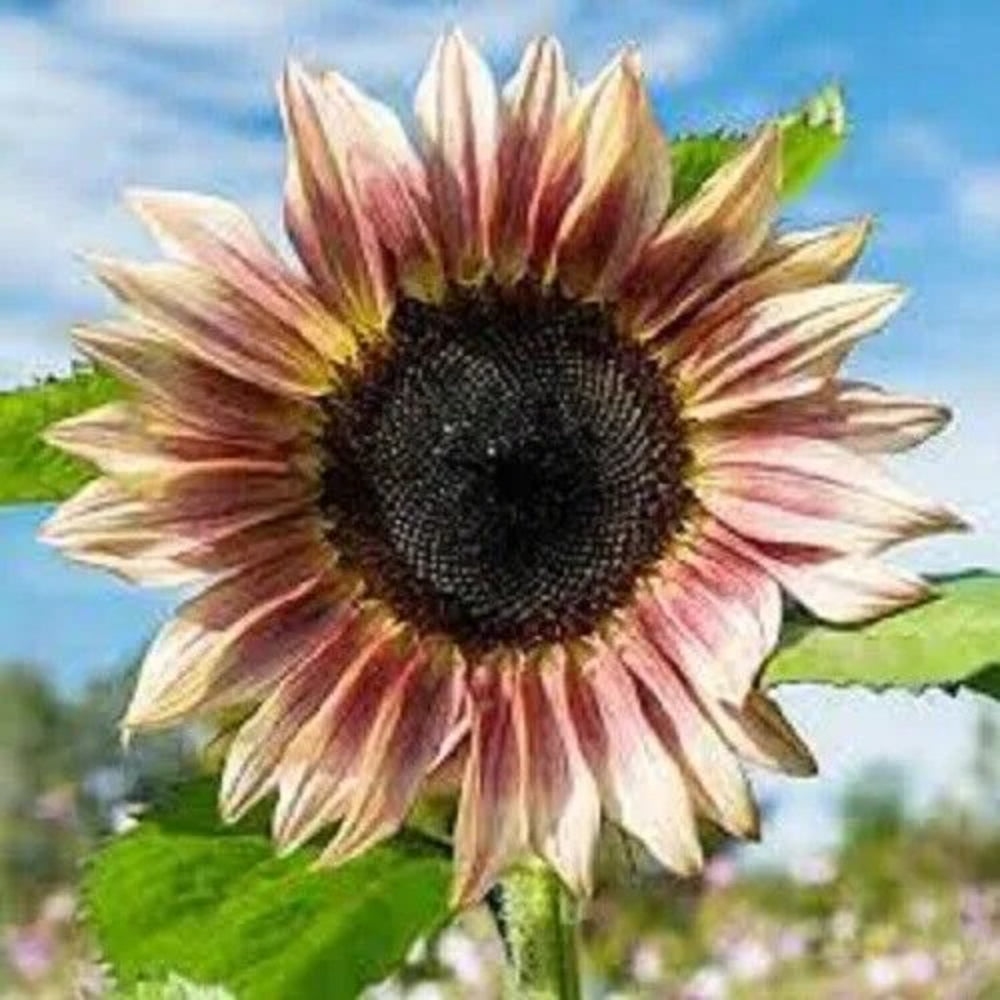 25 ProCut Plum Sunflower Flowers Flower Sun Bloom Perennial Seeds | www.seedsplantworld.com