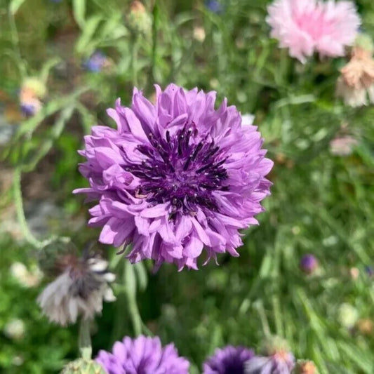 50 Light Pink Bachelor's Button Flower Flowers Garden Annual Seeds | www.seedsplantworld.com