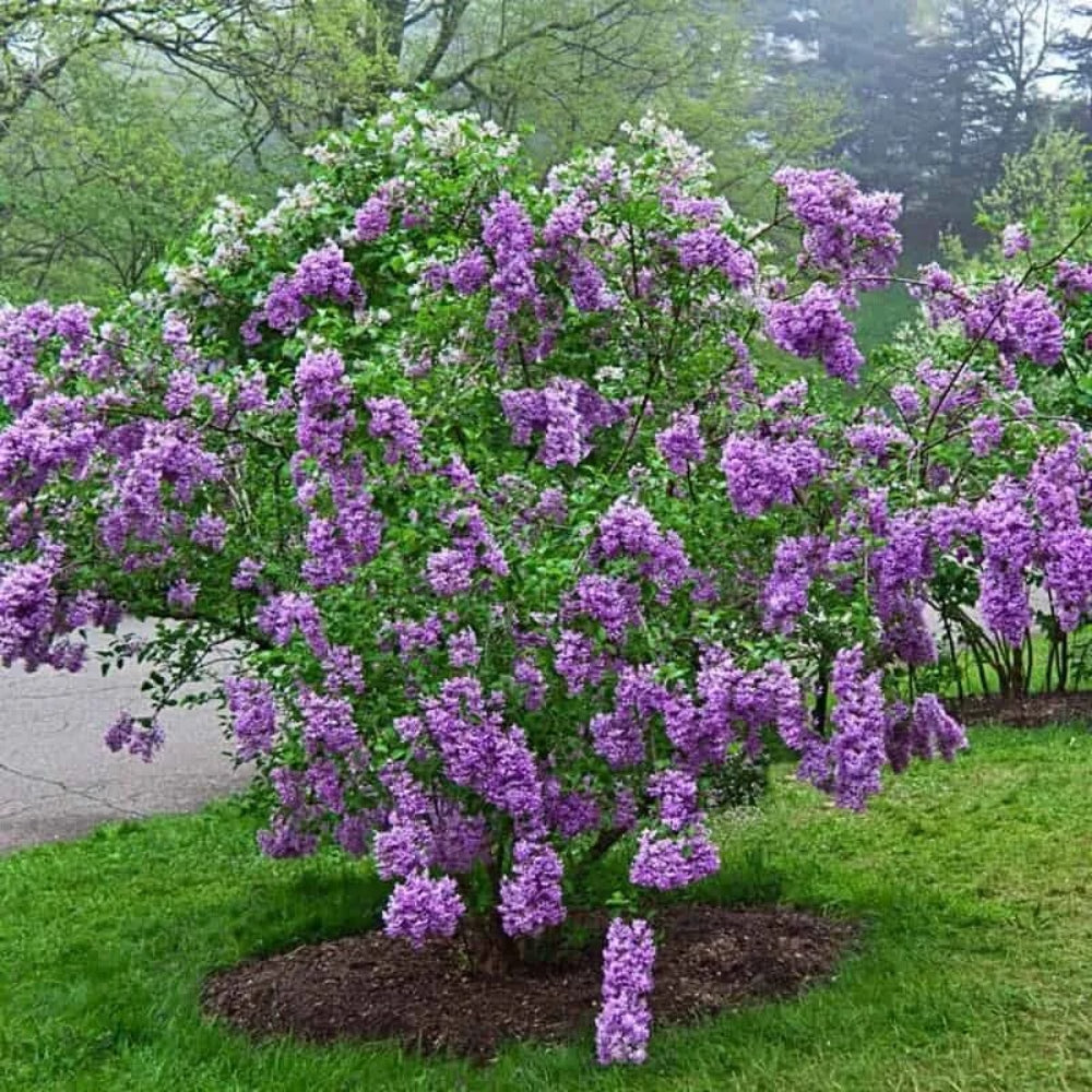 25 Lilac Sunday Lilac Tree Fragrant Flowers Flower Perennial Seeds | www.seedsplantworld.com