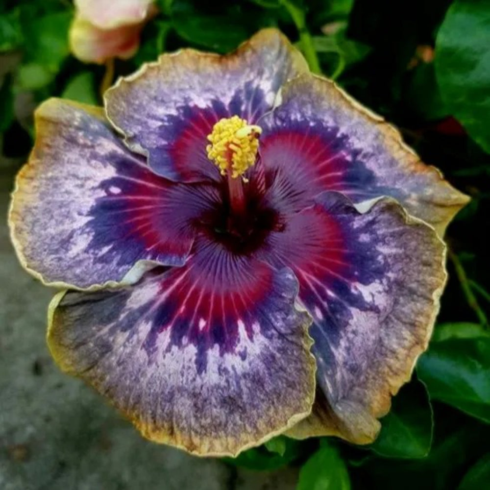 20 Purple Yellow Pink Hibiscus Flowers Flower Bloom Perennial Seeds | www.seedsplantworld.com