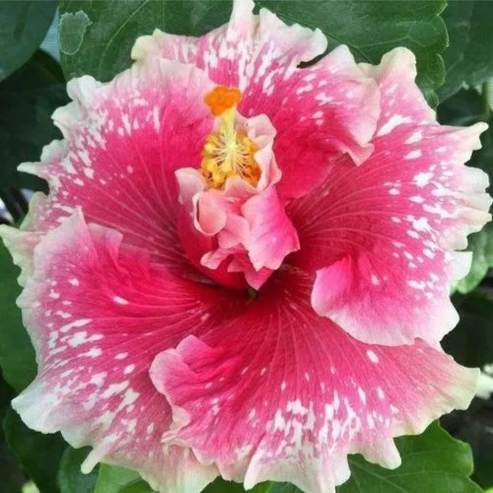 20 Pink White Hibiscus Flowers Flower Bloom Perennial Seeds | www.seedsplantworld.com