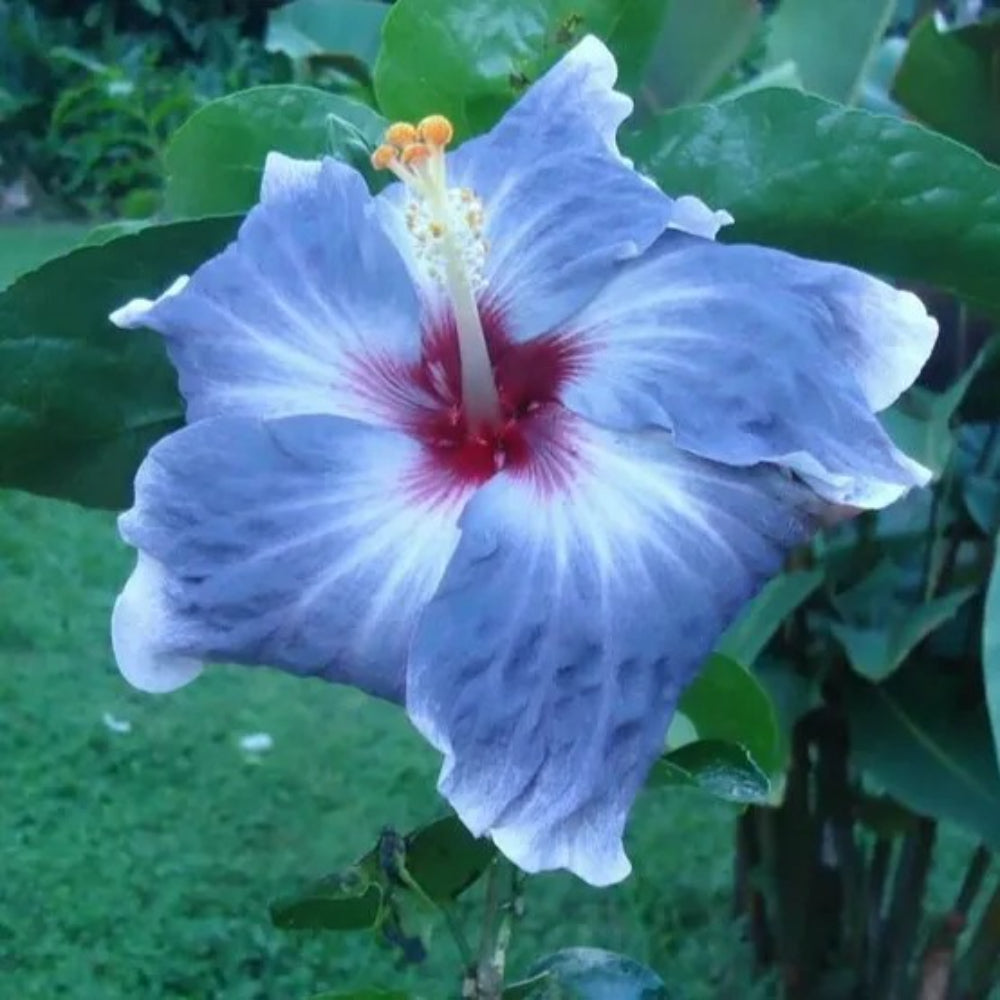 20 Blue Silver Hibiscus Flowers Flower Bloom Perennial Seeds | www.seedsplantworld.com