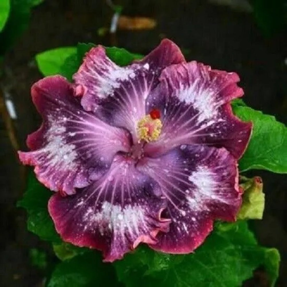 20 Silver Pink Purple Hibiscus Flowers Flower Bloom Perennial Seeds | www.seedsplantworld.com