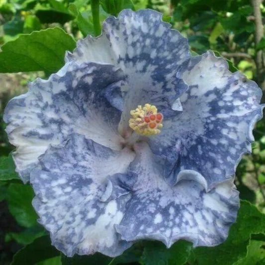 20 Silver White Hibiscus Flowers Flower Bloom Perennial Seeds | www.seedsplantworld.com