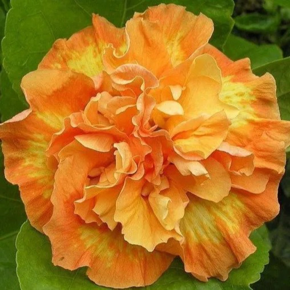 20 Double Yellow Orange Hibiscus Flowers Flower Bloom Perennial Seeds | www.seedsplantworld.com