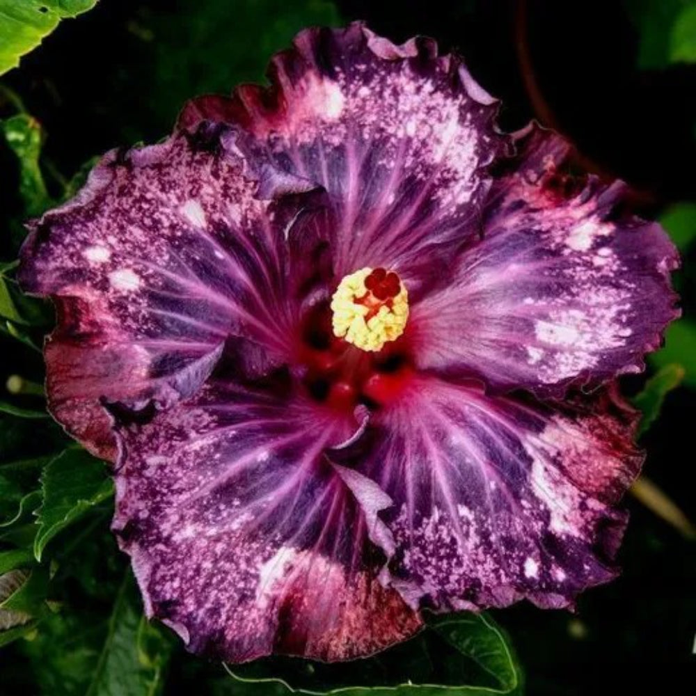 20 Dark Purple Pink Hibiscus Flowers Flower Bloom Perennial Seeds | www.seedsplantworld.com