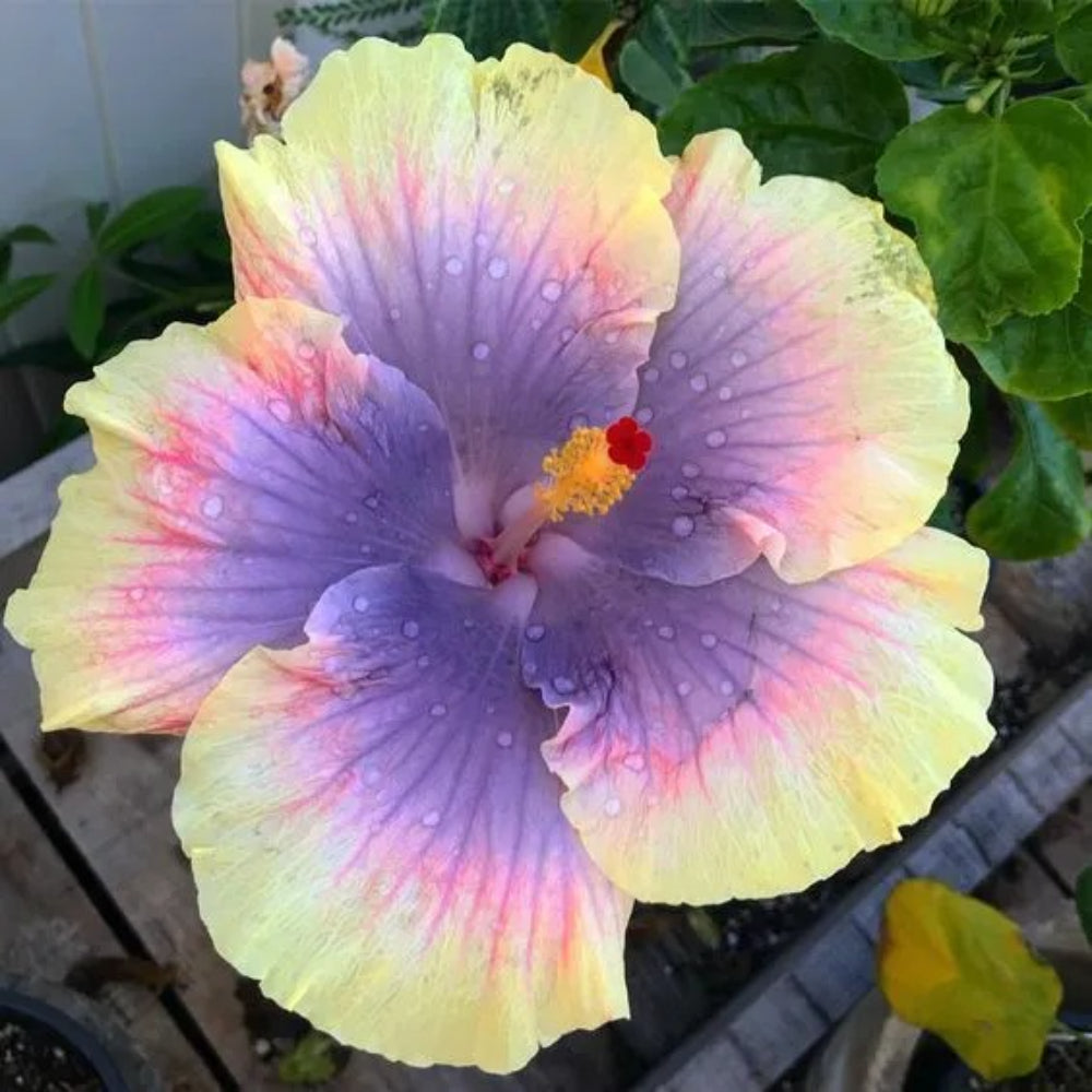 20 Light Yellow Pink Purple Hibiscus Flowers Bloom Perennial Seeds | www.seedsplantworld.com