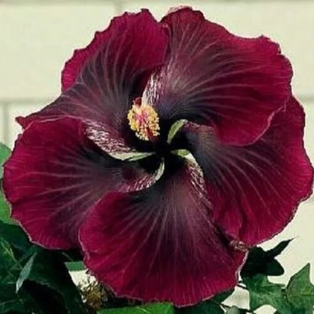 20 Dark Red Black Hibiscus Flowers Flower Bloom Perennial Seeds | www.seedsplantworld.com