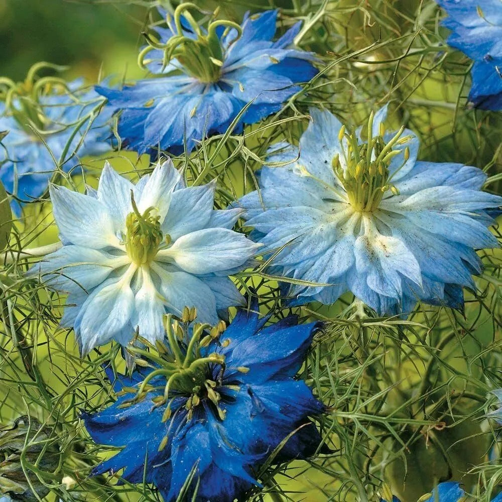 100 Blue Mix Love In A Mist Flower Persian Jewel Nigella Flowers Annual Seeds | www.seedsplantworld.com