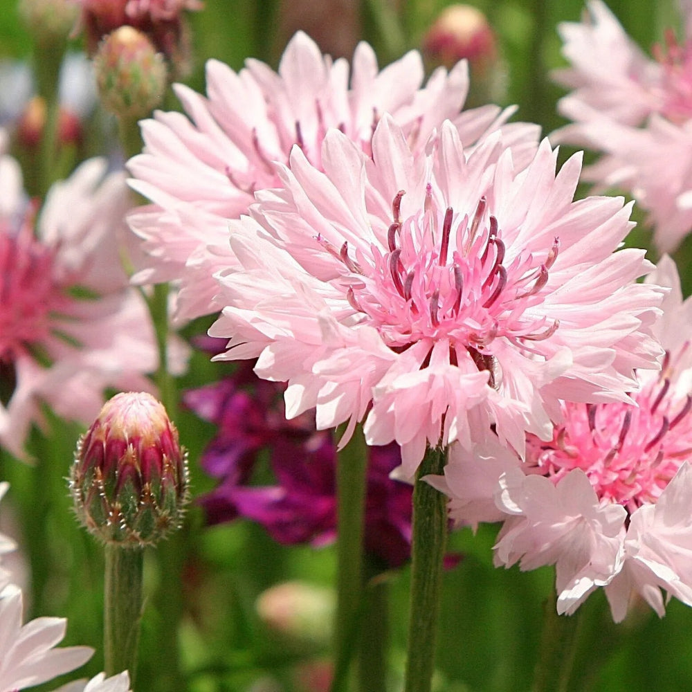 50 Magenta Bachelor's Button Flower Flowers Garden Annual Seeds | www.seedsplantworld.com