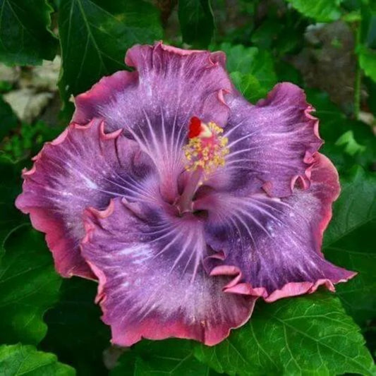 20 Purple Pink Hibiscus Flowers Flower Bloom Perennial Seeds | www.seedsplantworld.com