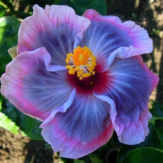 20 Yellow Pink Purple Hibiscus Flowers Flower Bloom Perennial Seeds | www.seedsplantworld.com