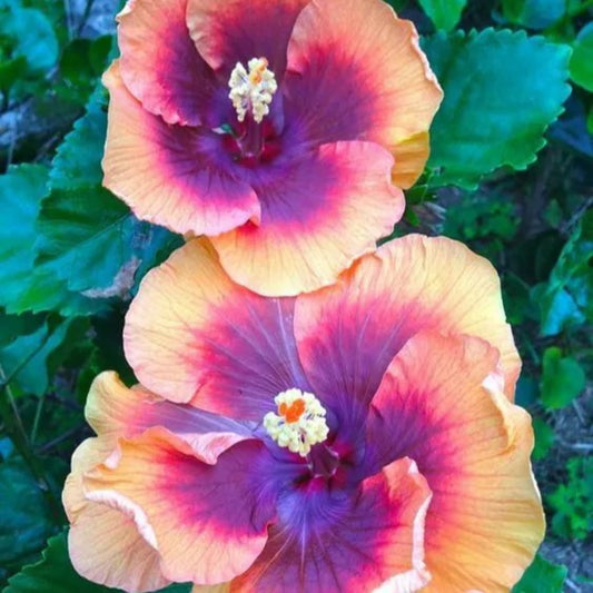 20 Gray Pink Purple Hibiscus Flowers Flower Bloom Perennial Seeds | www.seedsplantworld.com