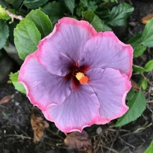 20 Light Purple Pink Hibiscus Flowers Flower Bloom Perennial Seeds | www.seedsplantworld.com