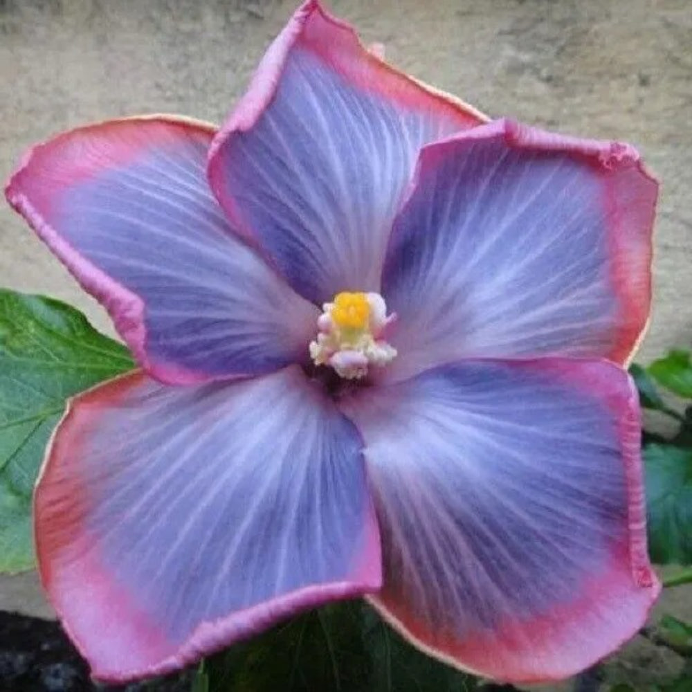 20 Light Pink Purple Hibiscus Flowers Flower Bloom Perennial Seeds | www.seedsplantworld.com