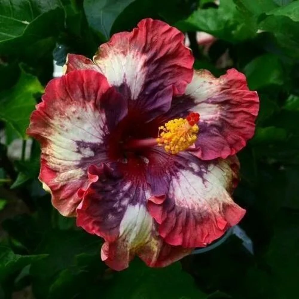 20 Cream Pink Hibiscus Flowers Flower Bloom Perennial Seeds | www.seedsplantworld.com