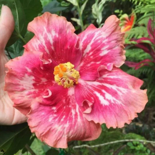 20 Salme Pink White Hibiscus Flowers Flower Bloom Perennial Seeds | www.seedsplantworld.com