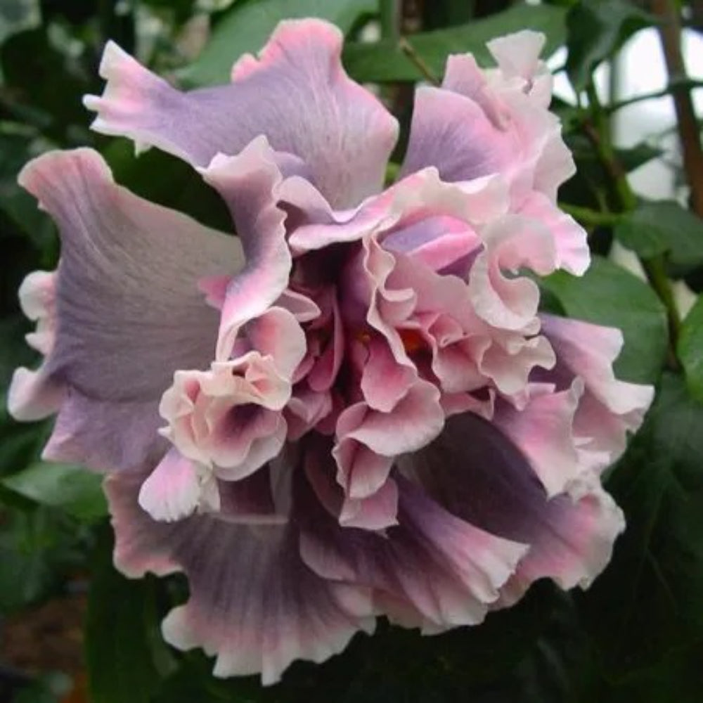 20 Double Pink Orange Hibiscus Flowers Flower Bloom Perennial Seeds | www.seedsplantworld.com