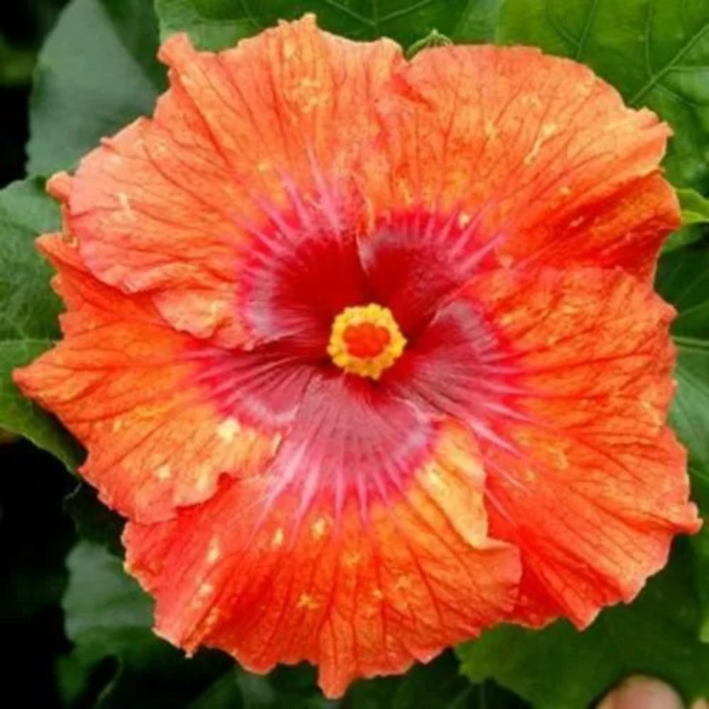 20 Bright Orange Red Hibiscus Flowers Flower Bloom Perennial Seeds | www.seedsplantworld.com