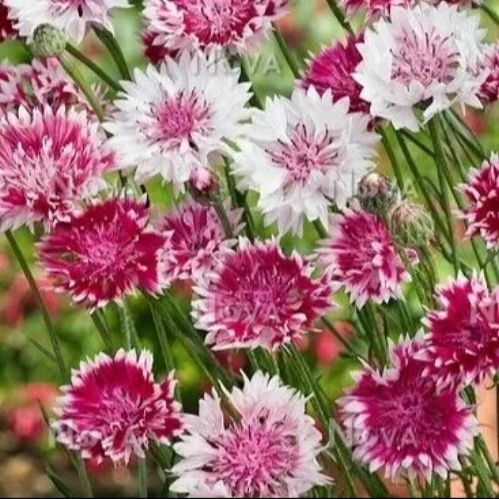 50 Pink White Bachelor's Button Flower Flowers Garden Annual Seeds | www.seedsplantworld.com