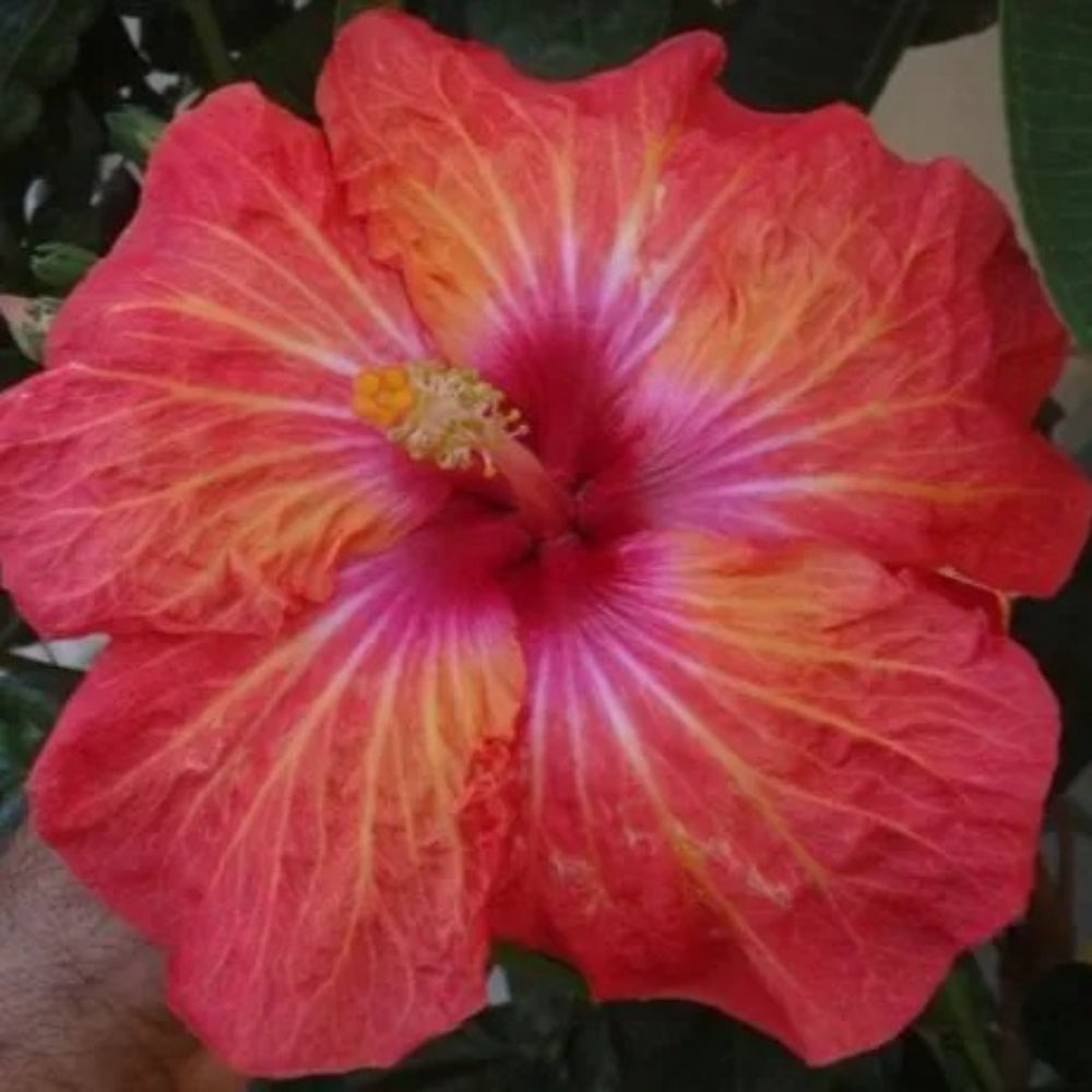 20 Pink Orange Red Hibiscus Flowers Flower Bloom Perennial Seeds | www.seedsplantworld.com