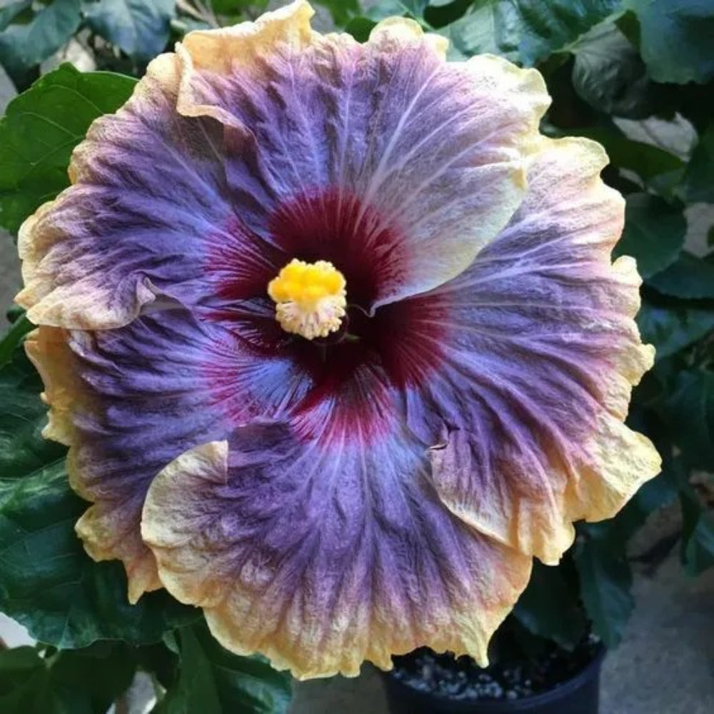 20 Purple Yellow Hibiscus Flowers Flower Bloom Perennial Seeds | www.seedsplantworld.com