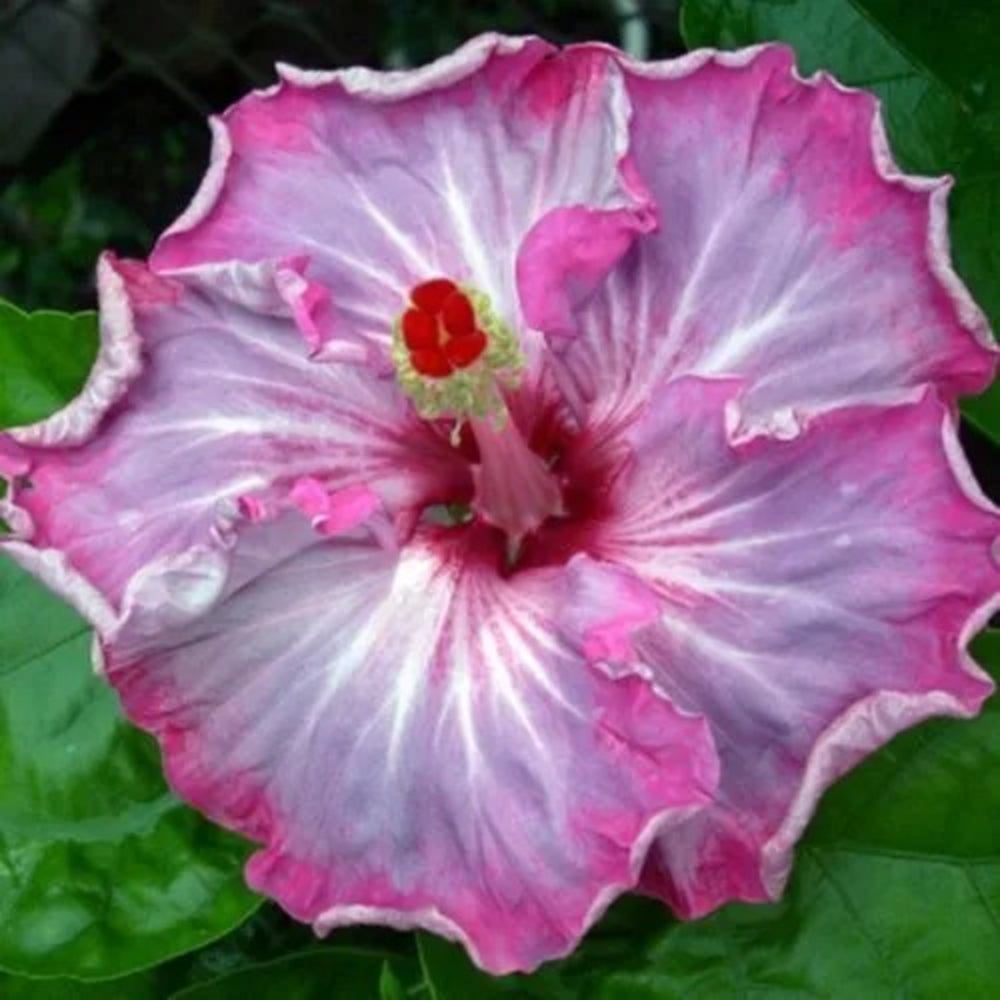 20 Pink White Gray Flowers Flower Bloom Perennial Seeds | www.seedsplantworld.com