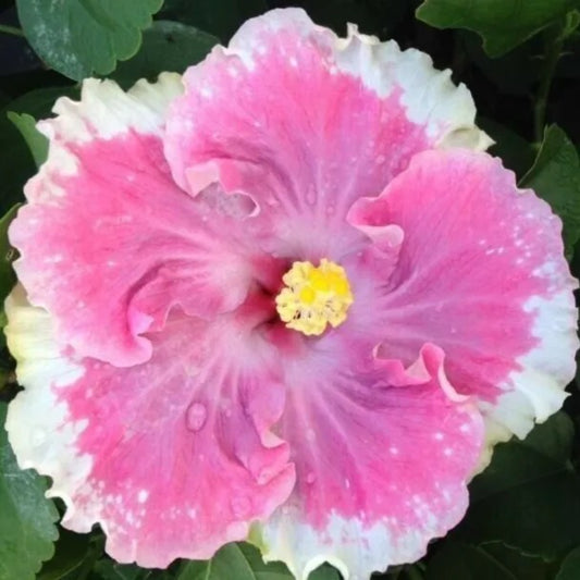 20 White Light Pink Flowers Flower Bloom Perennial Seeds | www.seedsplantworld.com