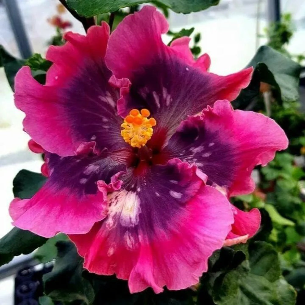 20 Double Bright Pink Purple Hibiscus Flower Bloom Perennial Seeds | www.seedsplantworld.com