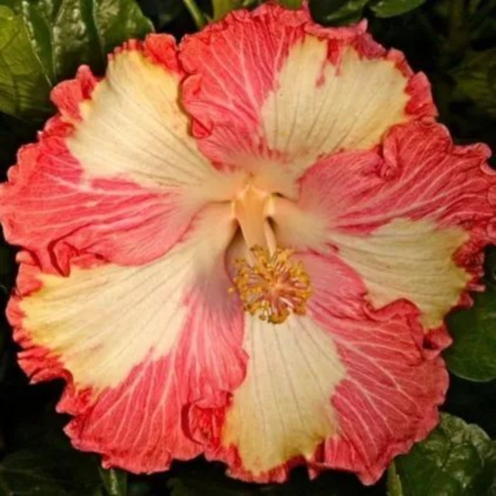 20 Red Yellow Hibiscus Flower Bloom Perennial Seeds | www.seedsplantworld.com