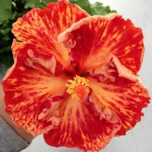 20 Red Orange Hibiscus Flowers Flower Bloom Perennial Seeds | www.seedsplantworld.com