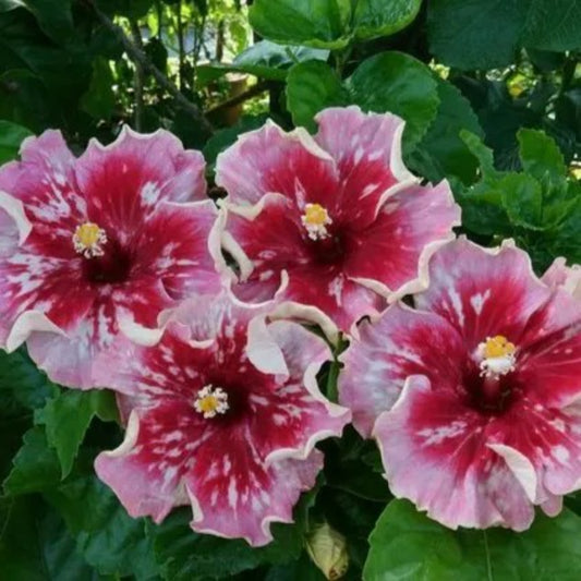 20 Pink Red Hibiscus Flowers Flower Bloom Perennial Seeds | www.seedsplantworld.com