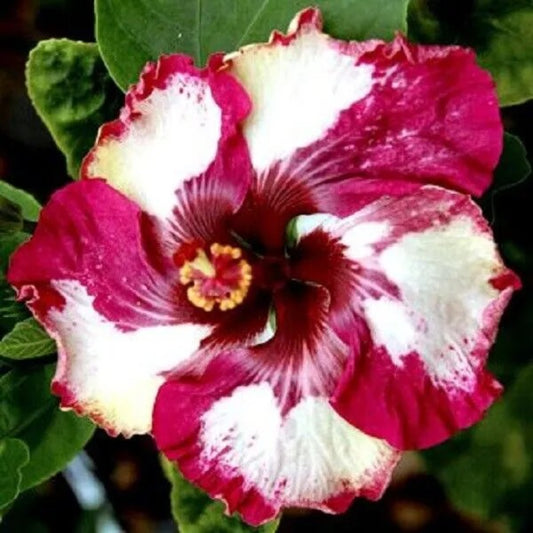 20 Red White Hibiscus Flowers Flower Bloom Perennial Seeds | www.seedsplantworld.com