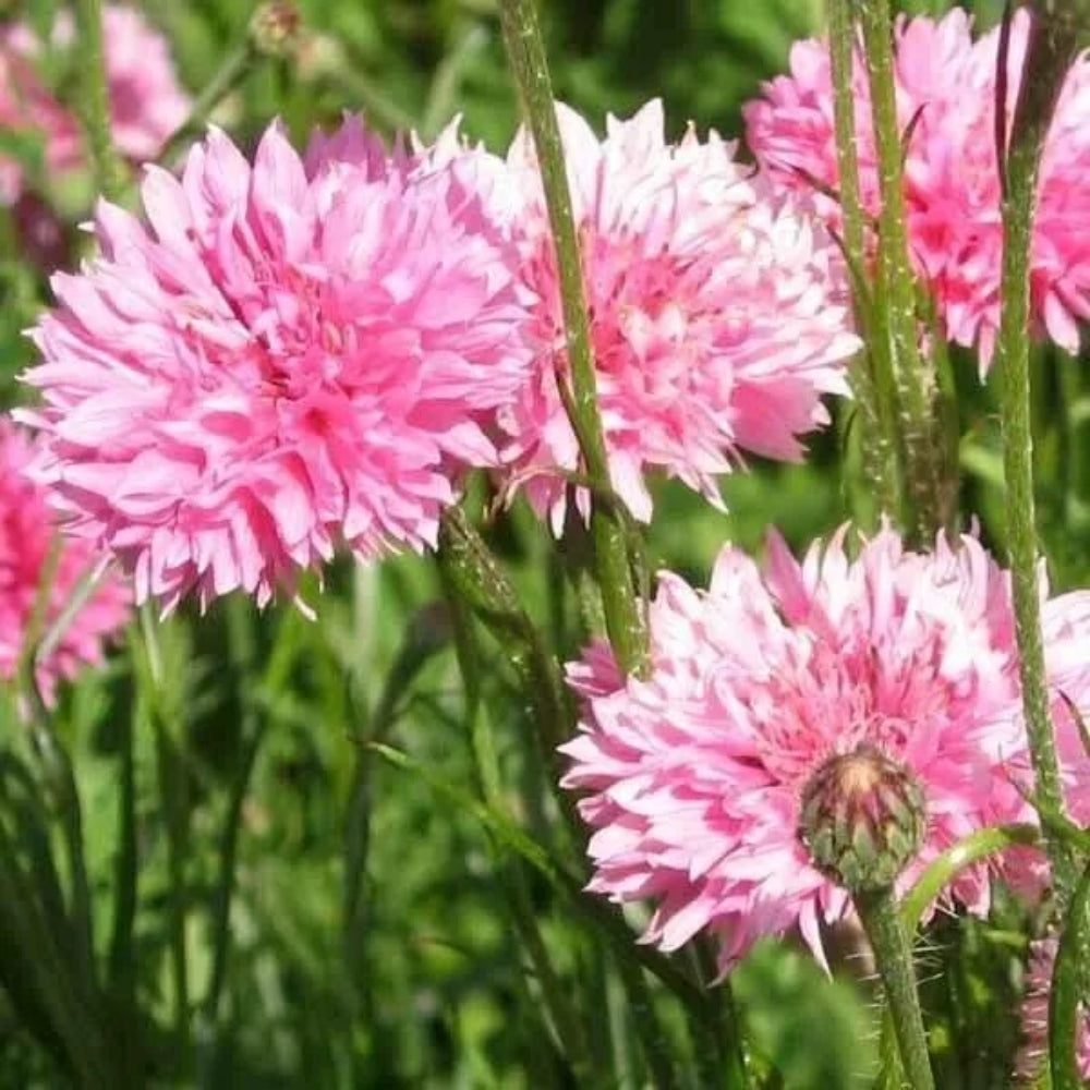 50 Pink Ball Bachelor's Button Flower Flowers Garden Annual Seeds | www.seedsplantworld.com