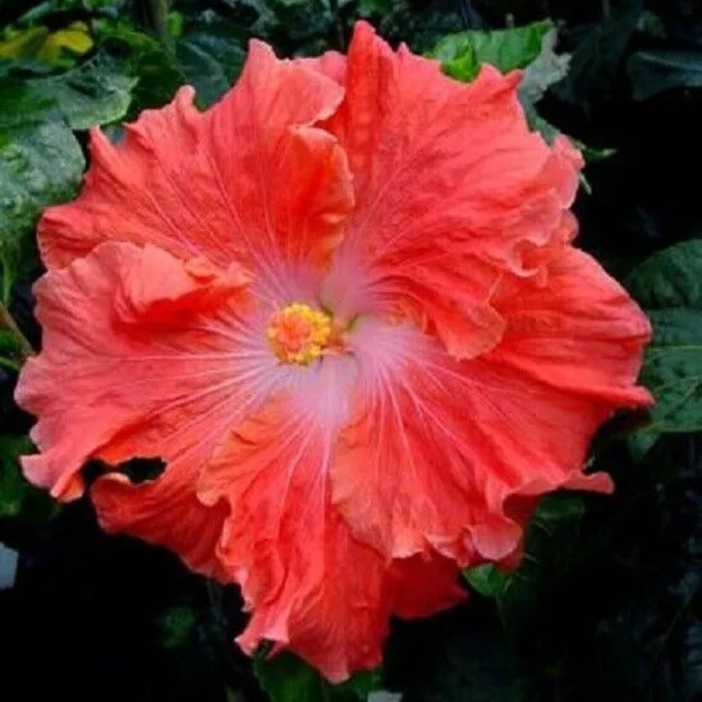 20 Bright Salmon Hibiscus Flowers Flower Bloom Perennial Seeds | www.seedsplantworld.com