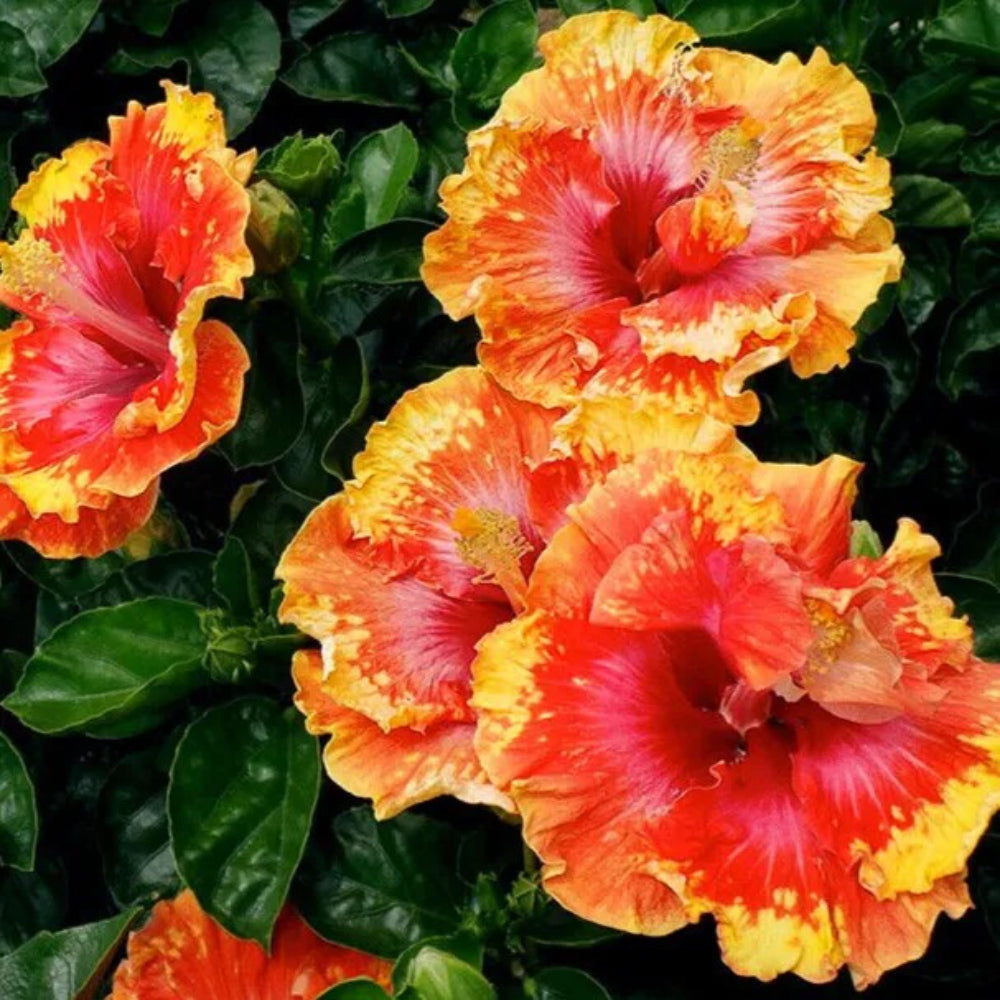 20 Orange Yellow Red Hibiscus Flowers Flower Bloom Perennial Seeds | www.seedsplantworld.com