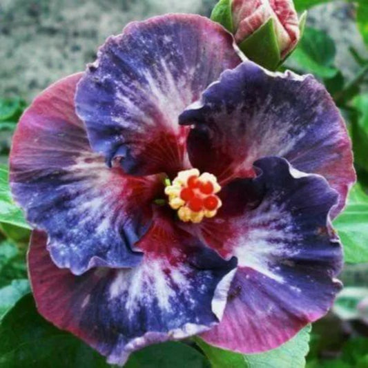 20 Blue Pink Purple Hibiscus Flowers Flower Perennial Seeds | www.seedsplantworld.com