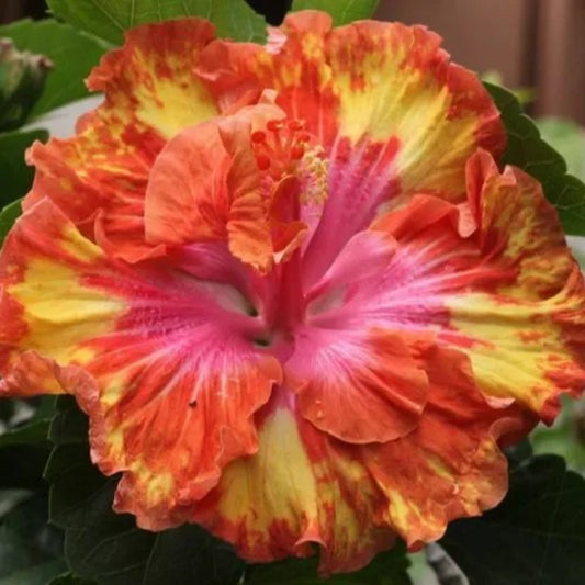 20 Pink Yellow Orange Hibiscus Flowers Flower Perennial Seeds | www.seedsplantworld.com