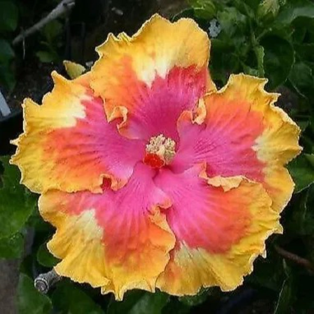 20 Pink Yellow Orange Hibiscus Flowers Flower Bloom Perennial Seeds | www.seedsplantworld.com