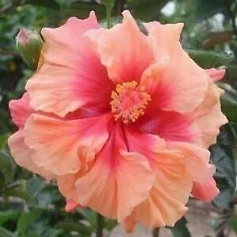 20 Double Pink Orange Hibiscus Flowers Flower Perennial Seeds | www.seedsplantworld.com